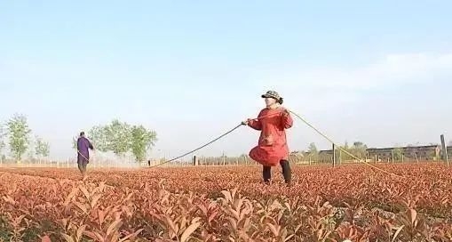 生物菌肥，有機(jī)肥，復(fù)合肥怎樣搭配使用效果好